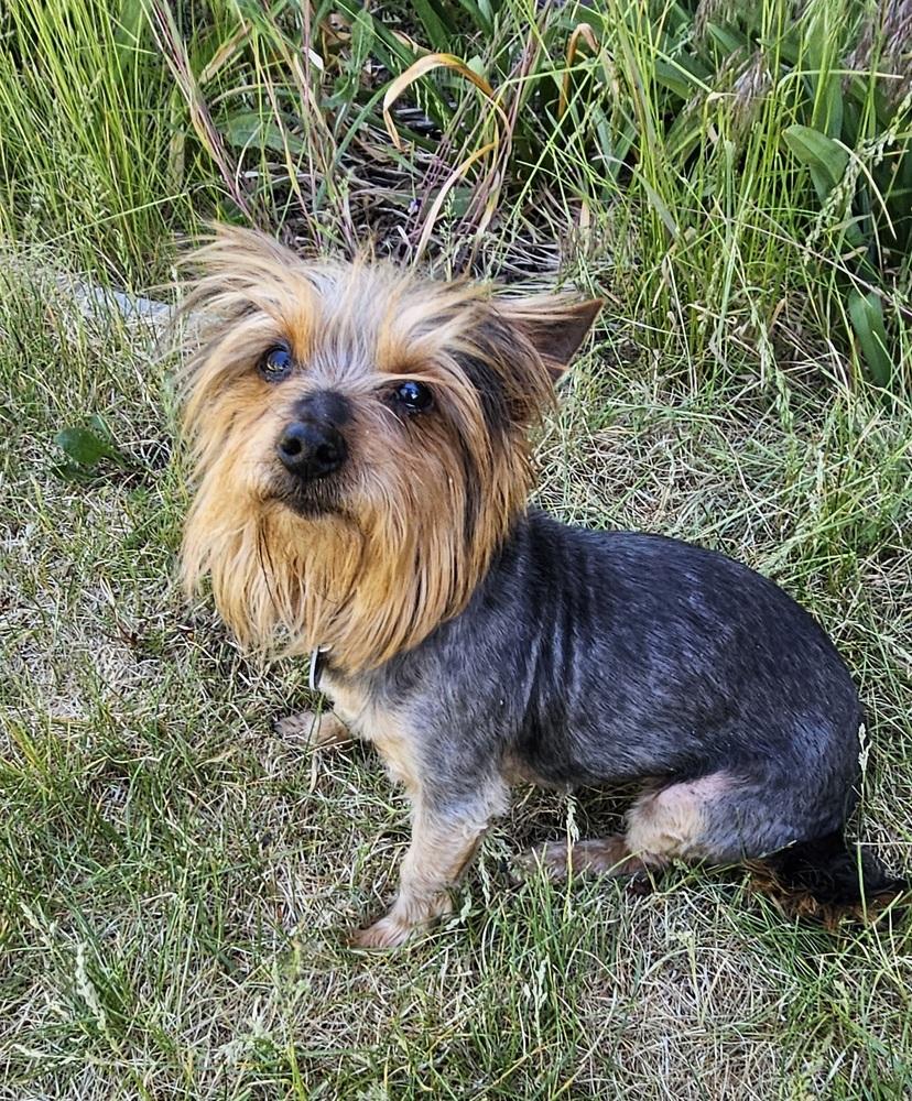 Enlarge Ralph, a Adoptable mixed breed in Draper, UT image 1/4