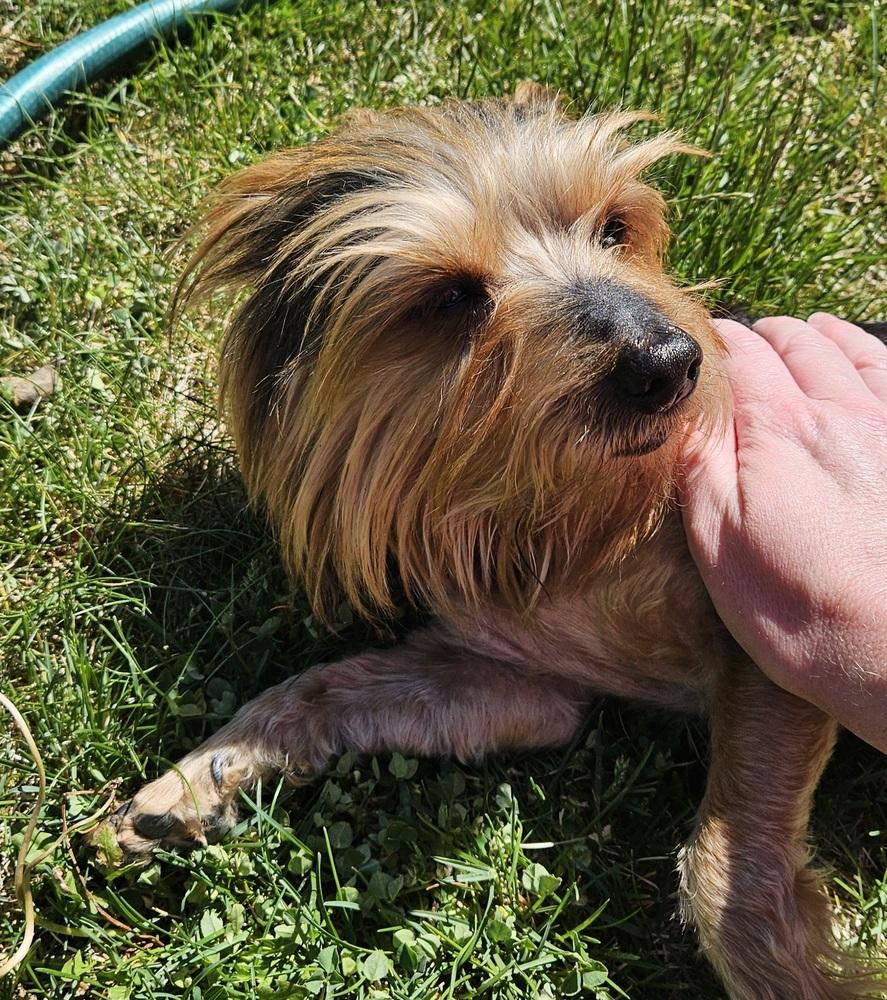 Enlarge Ralph, a Adoptable mixed breed in Draper, UT image 2/4
