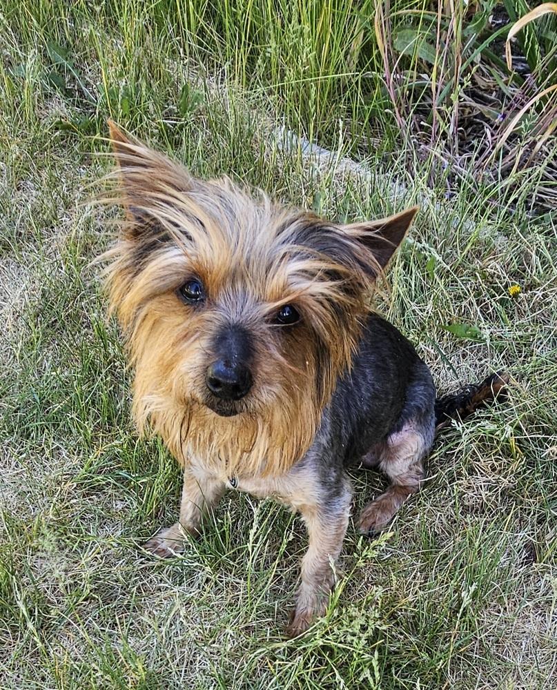 Enlarge Ralph, a Adoptable mixed breed in Draper, UT image 3/4