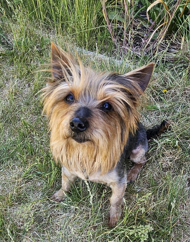 Enlarge Ralph, a Adoptable mixed breed in Draper, UT image 4/4