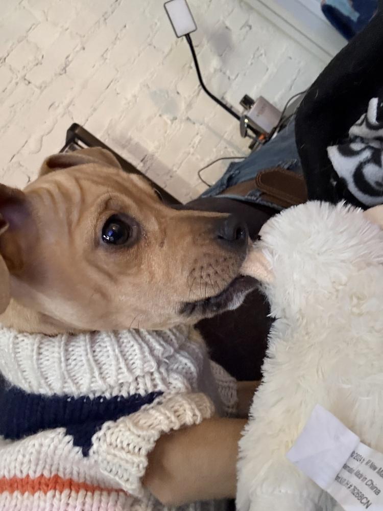 Arthur, Adoptable, Puppy Male Chihuahua.