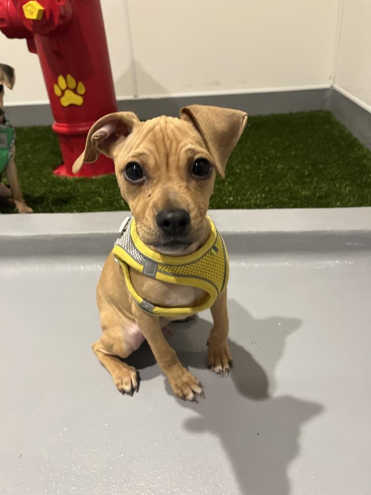 Enlarge Arthur, a Adoptable mixed breed in New York, NY image 4/6