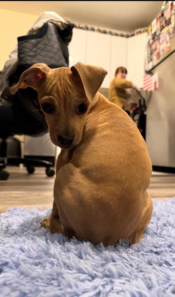 Enlarge Arthur, a Adoptable mixed breed in New York, NY image 6/6