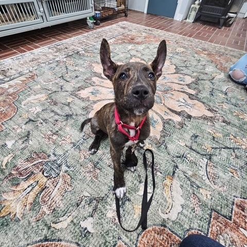 Rye- In Prison Program, adopted, Puppy Male Shepherd & Pit Bull Terrier.