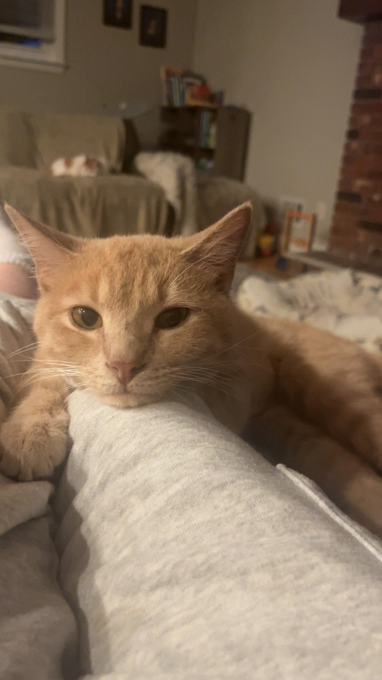 Enlarge Barney, a Adoptable Domestic Short Hair in Columbia, SC image 3/4