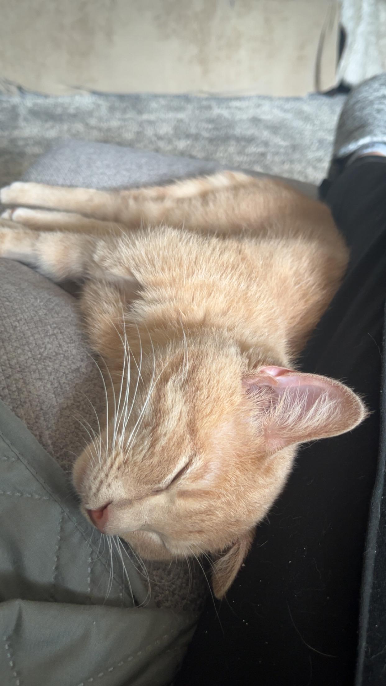 Enlarge Barney, a Adoptable Domestic Short Hair in Columbia, SC image 4/4