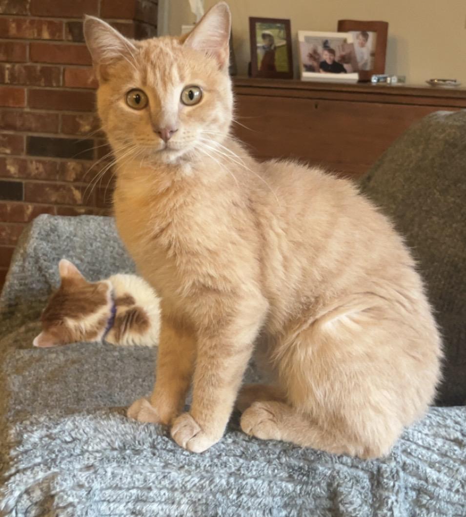 Enlarge Barney, a Adoptable Domestic Short Hair in Columbia, SC image 1/4