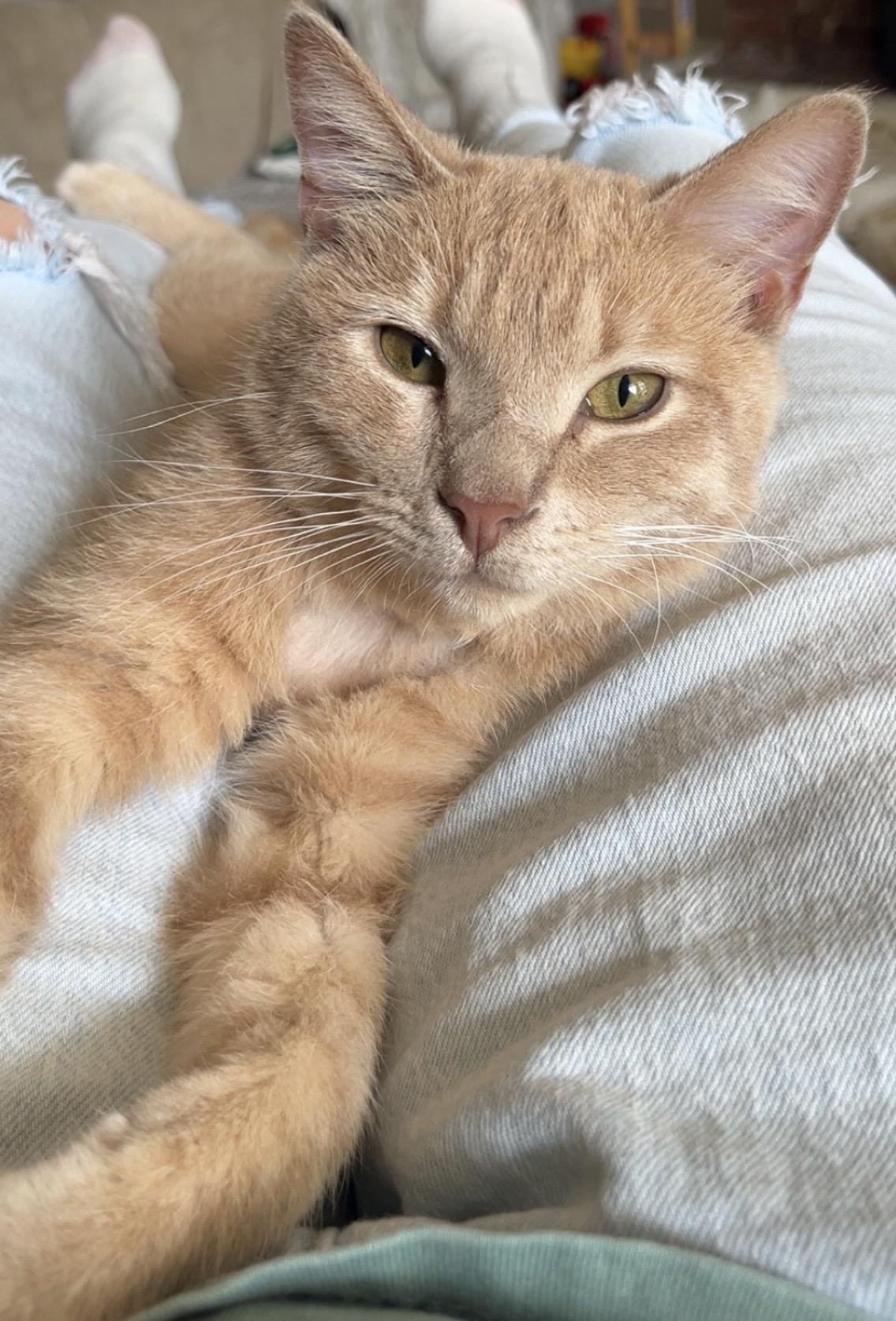 Enlarge Barney, a Adoptable Domestic Short Hair in Columbia, SC image 2/4