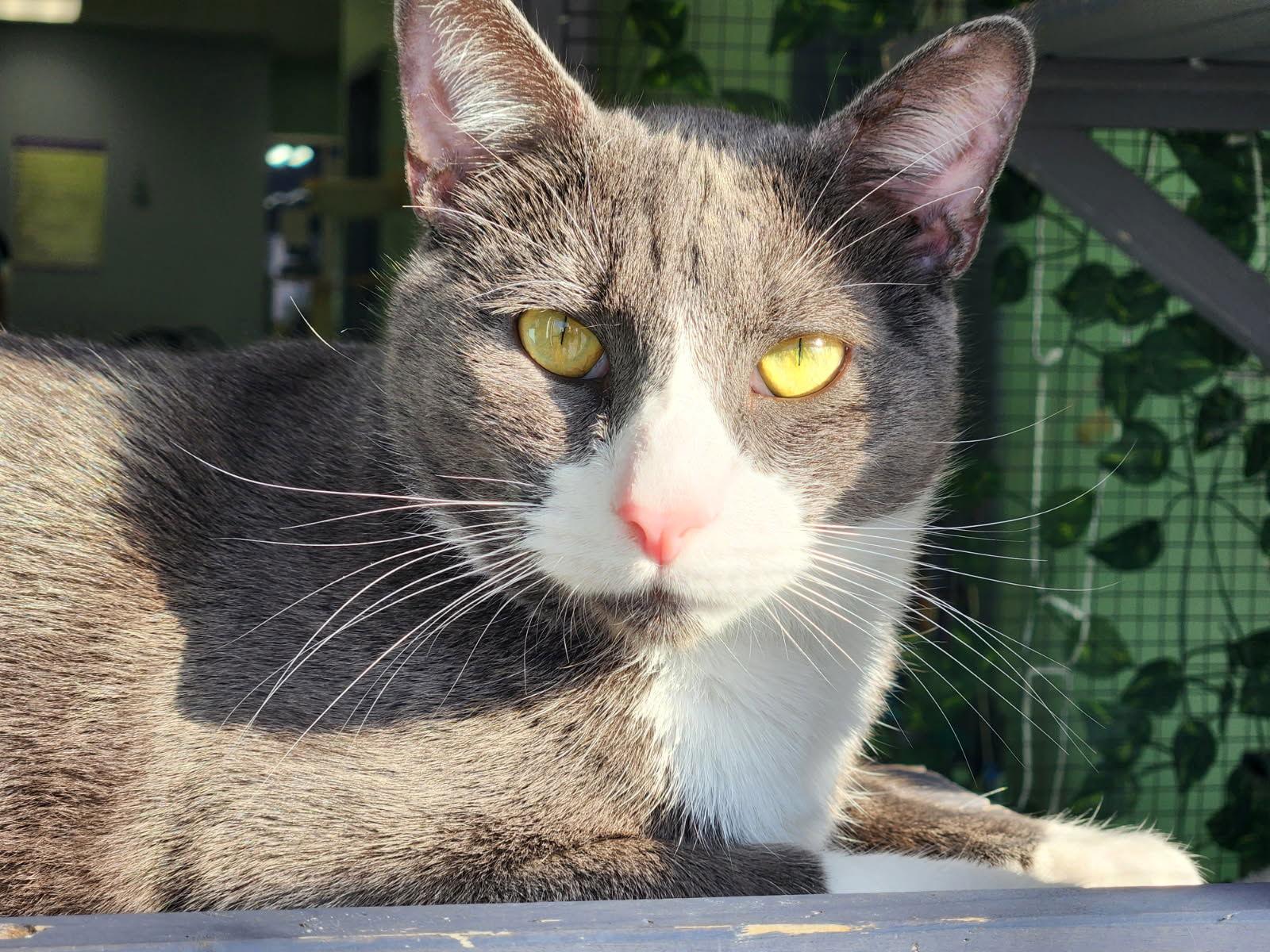 Enlarge Blake, a Adoptable Domestic Short Hair in Oviedo, FL image 1/2