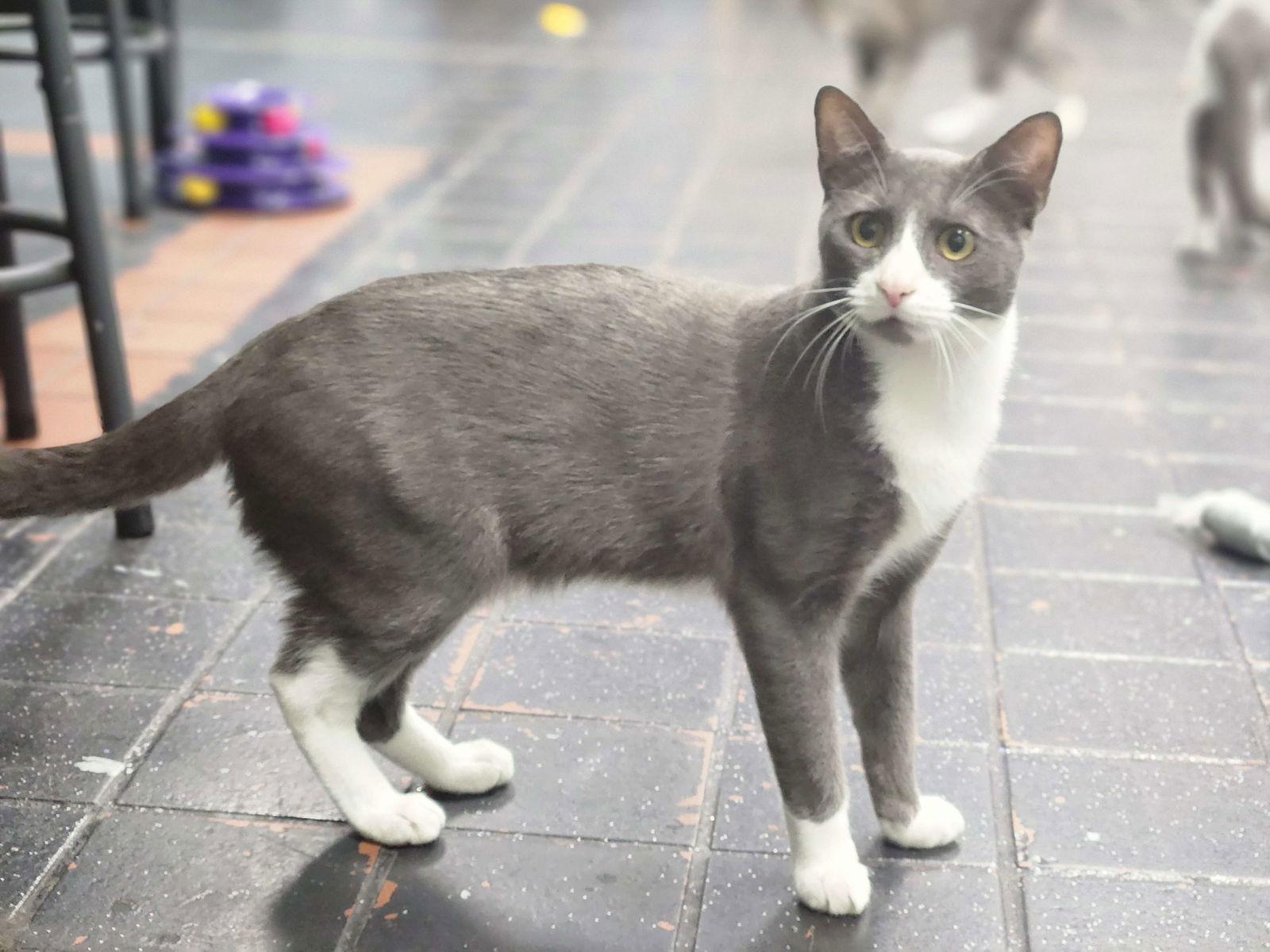 Enlarge Blake, a Adoptable Domestic Short Hair in Oviedo, FL image 2/2