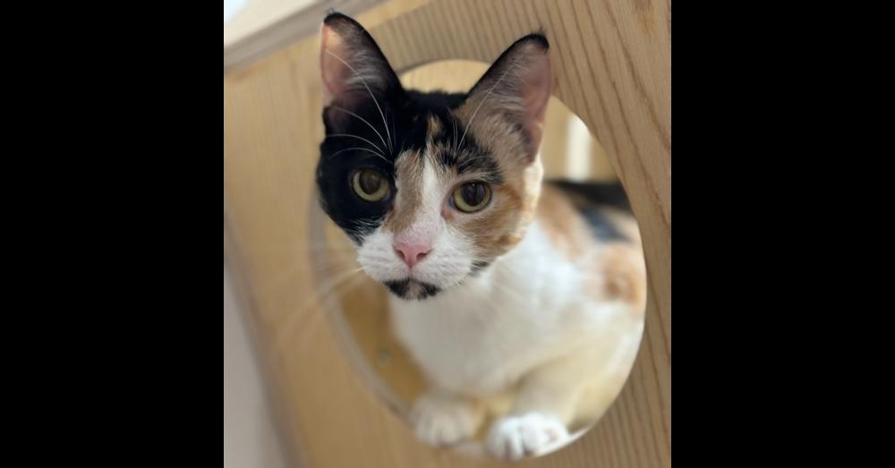 Lina Love, Adoptable, Young Female Domestic Short Hair & Calico.