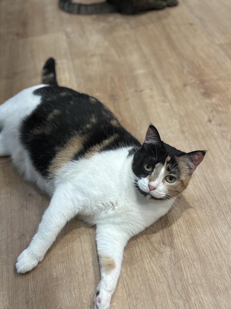 Enlarge Lina Love, a Adoptable mixed breed in Dallas, TX image 2/6