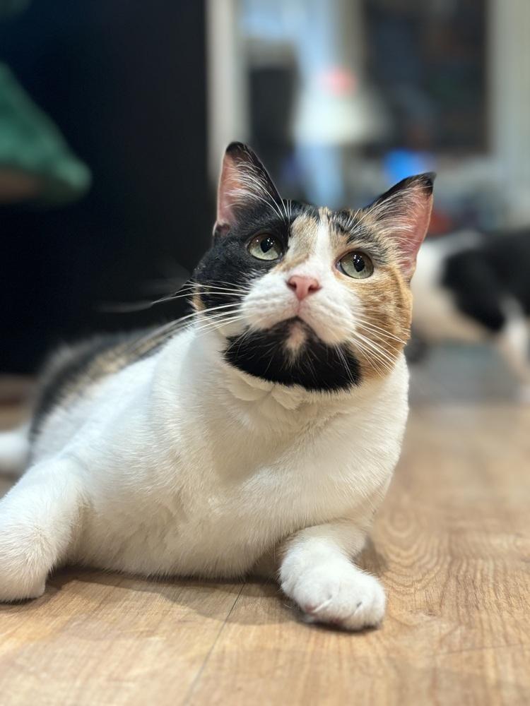 Enlarge Lina Love, a Adoptable mixed breed in Dallas, TX image 3/6