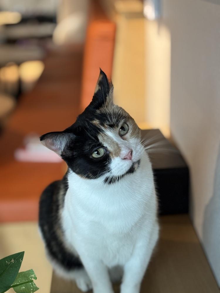 Enlarge Lina Love, a Adoptable mixed breed in Dallas, TX image 4/6