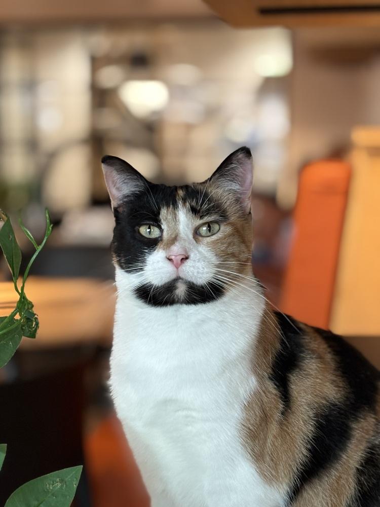 Enlarge Lina Love, a Adoptable mixed breed in Dallas, TX image 5/6