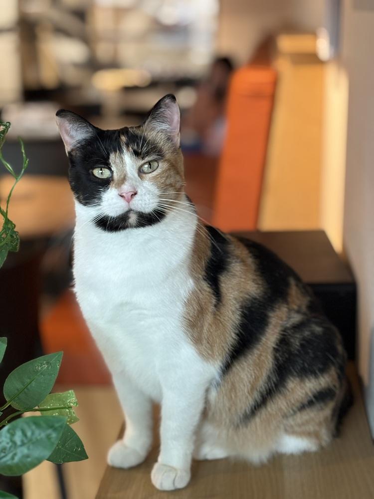 Enlarge Lina Love, a Adoptable mixed breed in Dallas, TX image 6/6