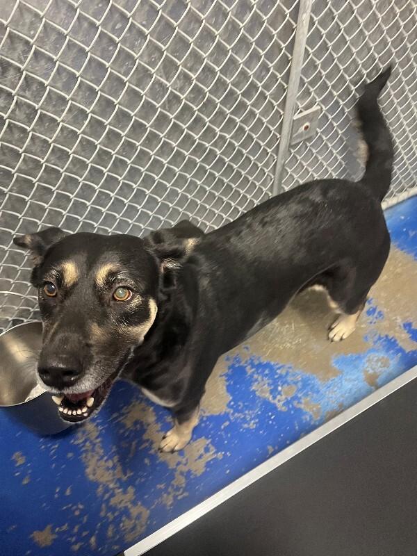 Enlarge Gumbo, a Adoptable Shepherd in Providence Forge, VA image 1/1