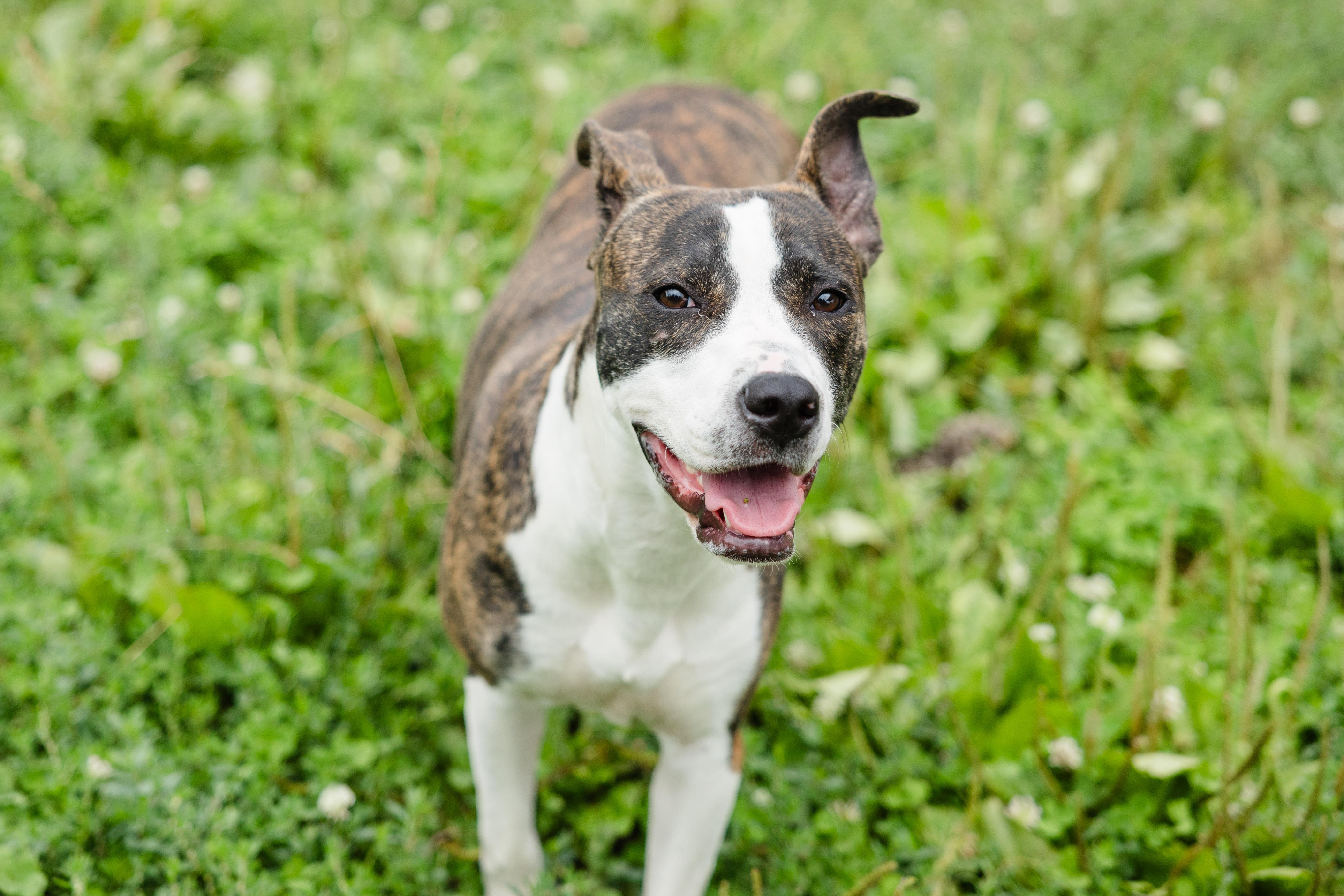 Enlarge Roxie, a ADOPTABLE mixed breed in Newburgh, IN image 4/4