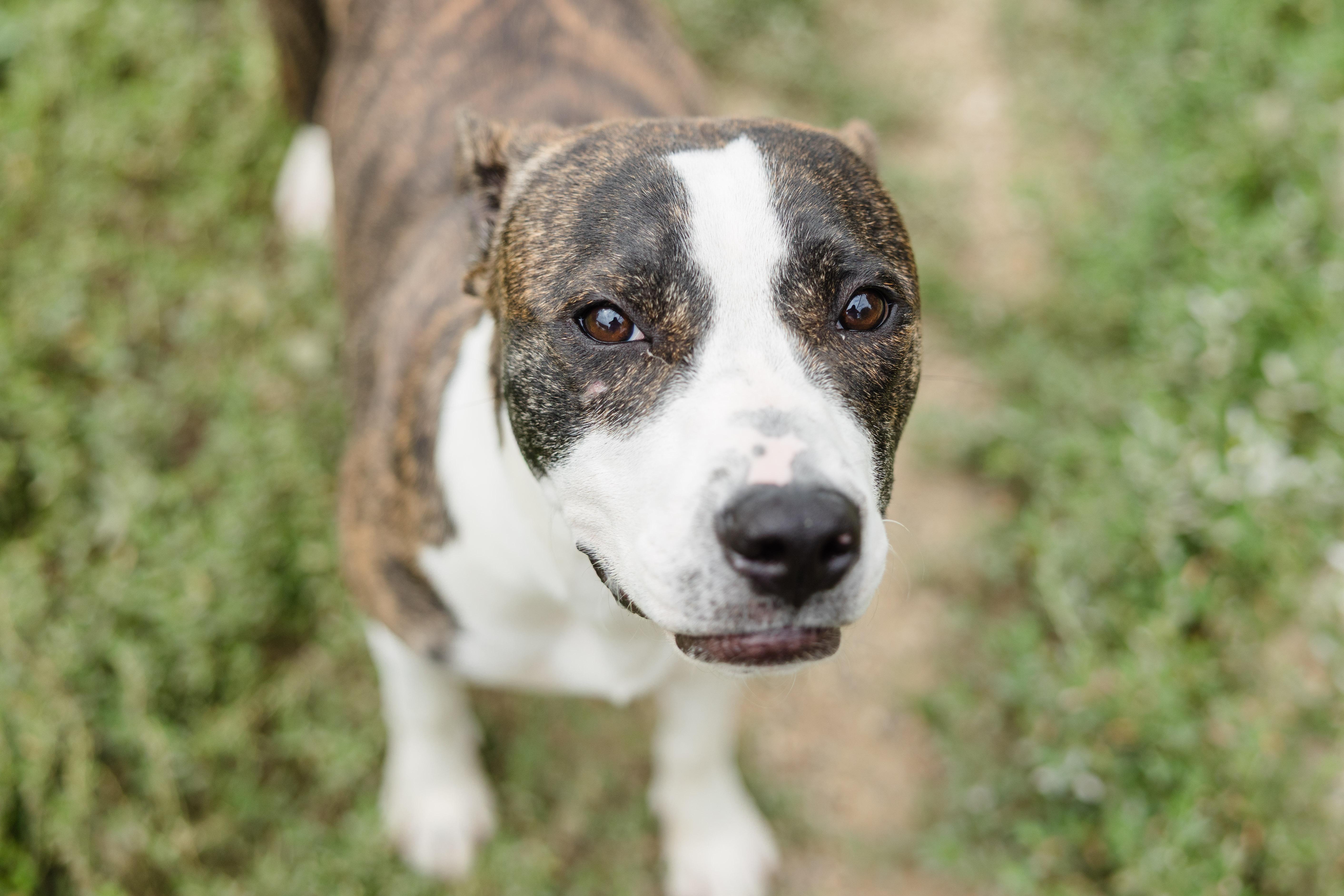 Enlarge Roxie, a ADOPTABLE mixed breed in Newburgh, IN image 3/4
