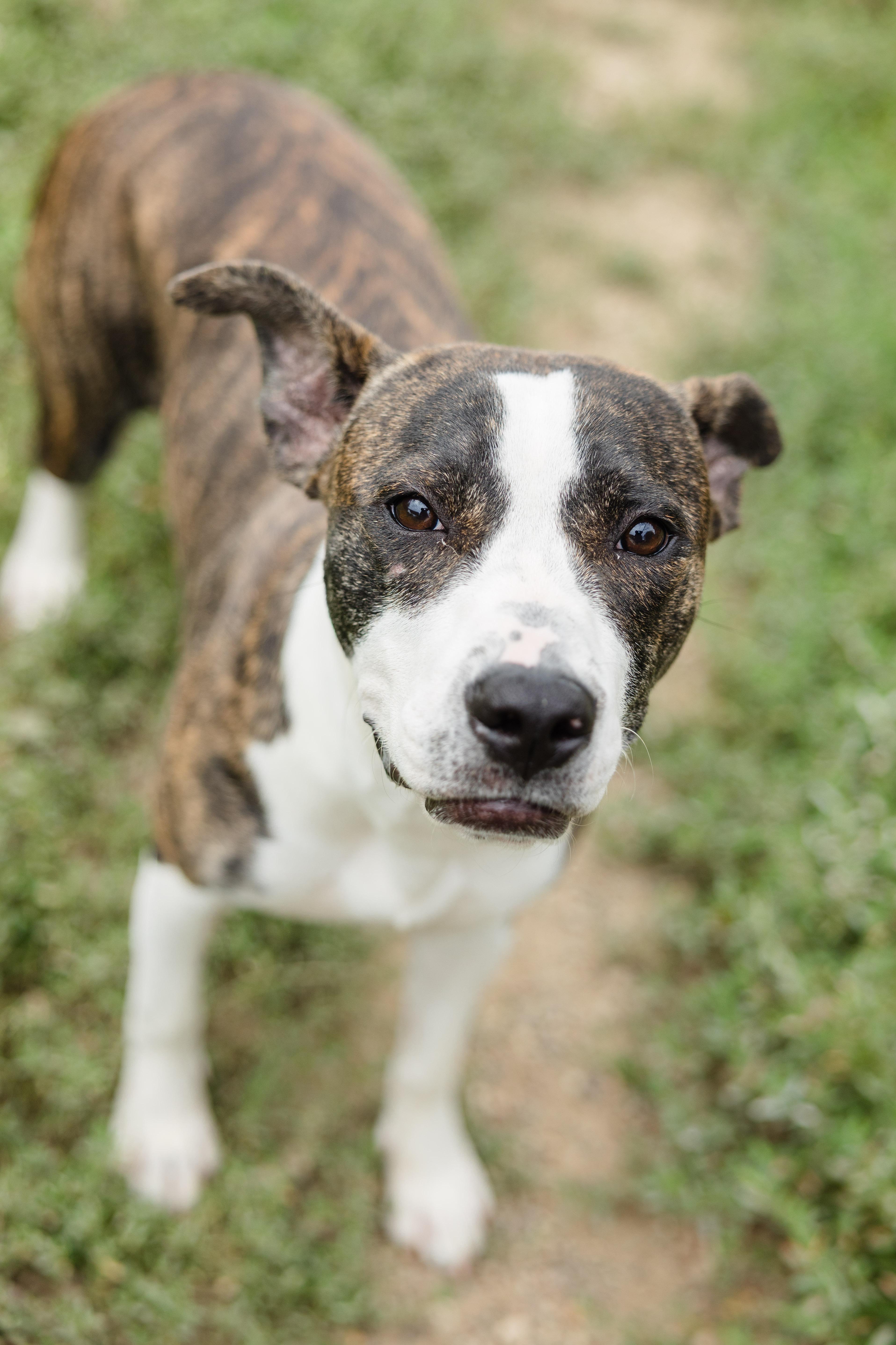 Roxie, ADOPTABLE, Adult Female Terrier.