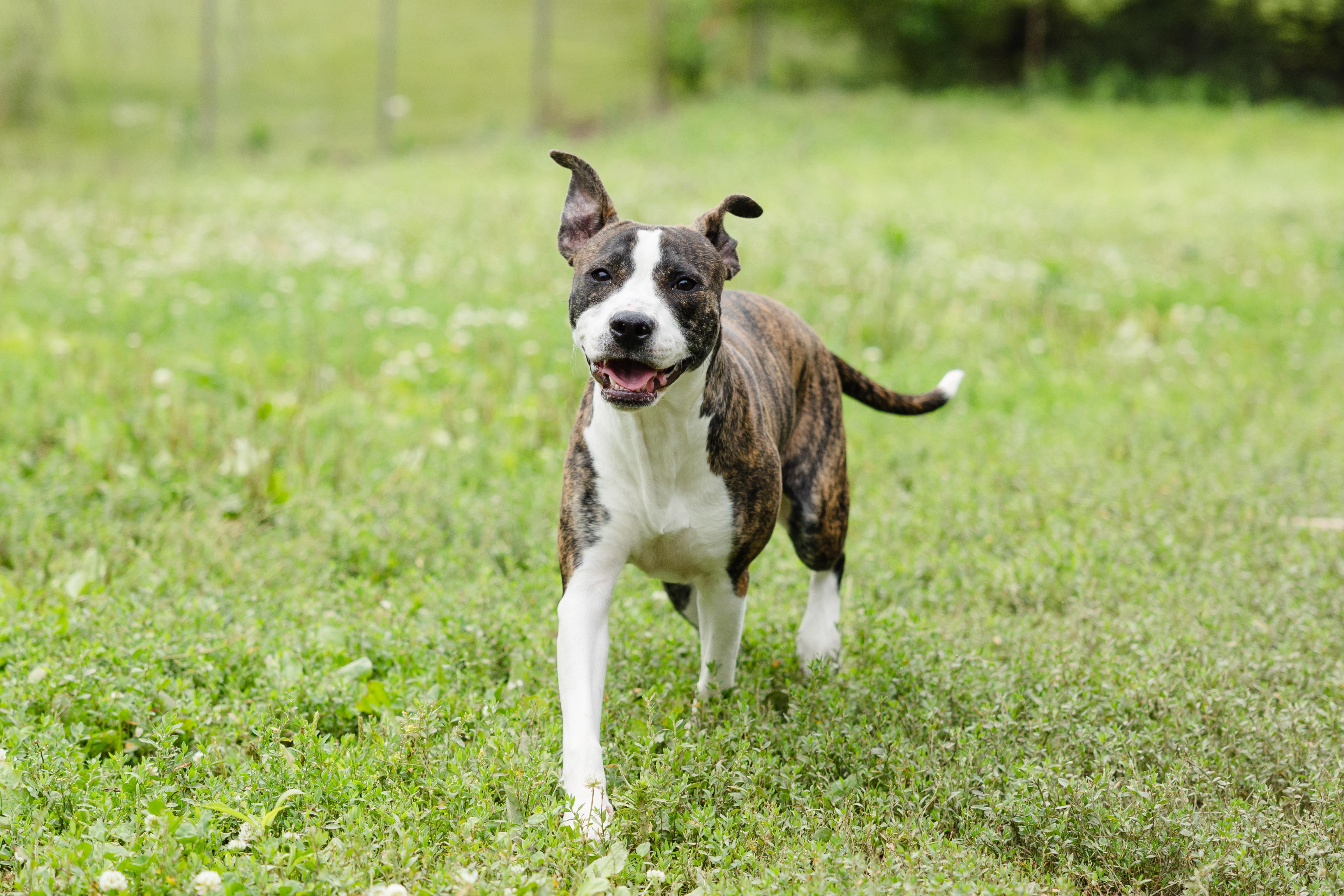 Enlarge Roxie, a ADOPTABLE mixed breed in Newburgh, IN image 2/4
