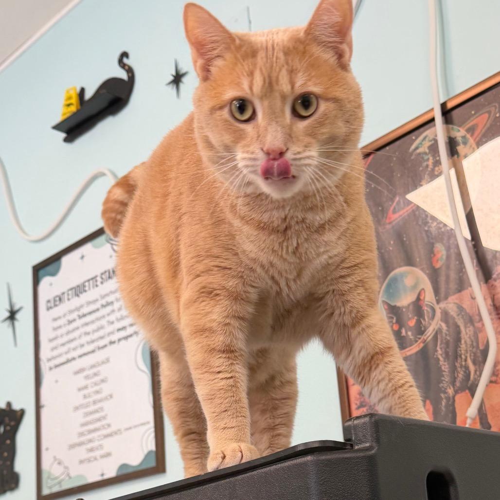 Enlarge Bath Tub, a Adoptable Domestic Short Hair in PITTSBURGH, PA image 2/3