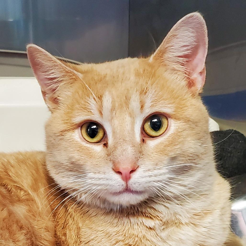 Enlarge Bath Tub, a Adoptable Domestic Short Hair in PITTSBURGH, PA image 3/3