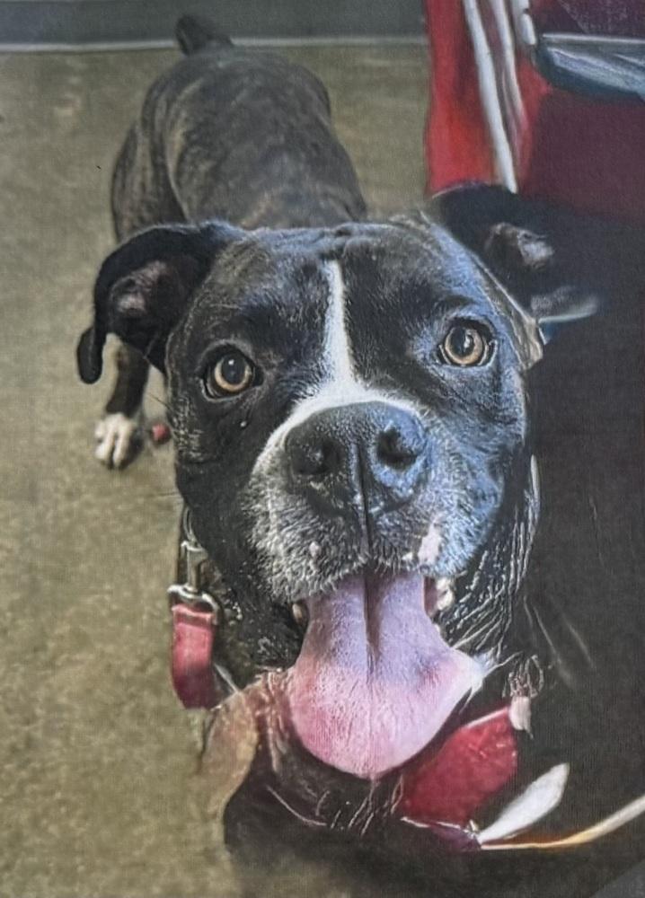 Enlarge Boom, a Adoptable Boxer in Fort Madison, IA image 1/1