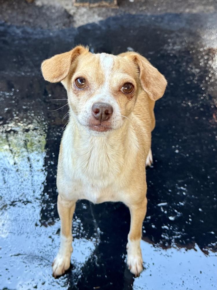 Sandra, Adoptable, Adult Female Chihuahua.