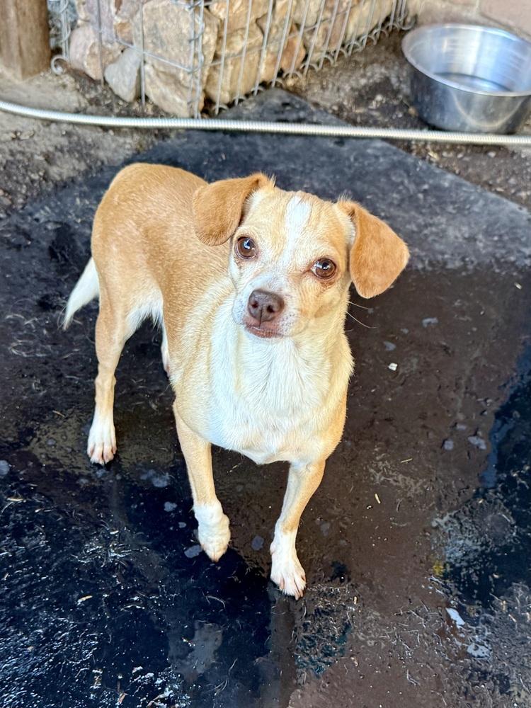 Sandra, a Adoptable mixed breed in TUCSON, AZ image 2/4