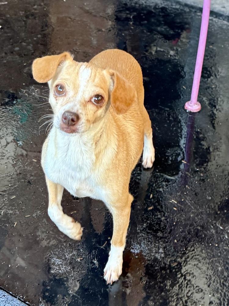 Sandra, a Adoptable mixed breed in TUCSON, AZ image 3/4