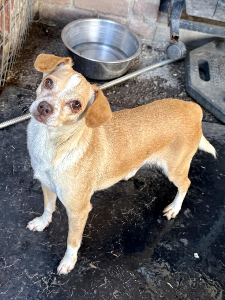 Sandra, a Adoptable mixed breed in TUCSON, AZ image 4/4