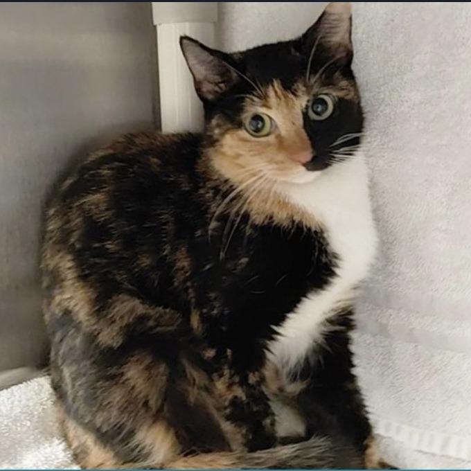 Monica, Adoptable, Young Female Domestic Short Hair.