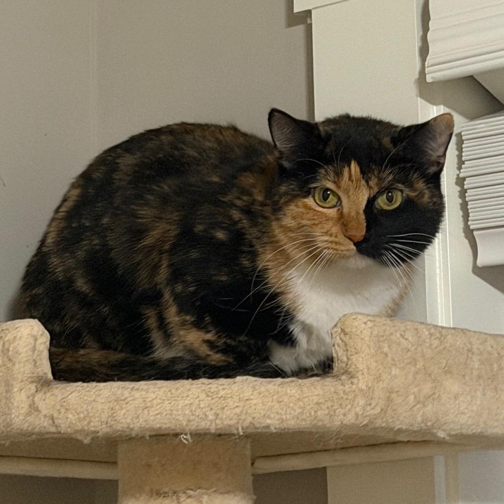 Enlarge Monica, a Adoptable Domestic Short Hair in Huntsville, AL image 2/3