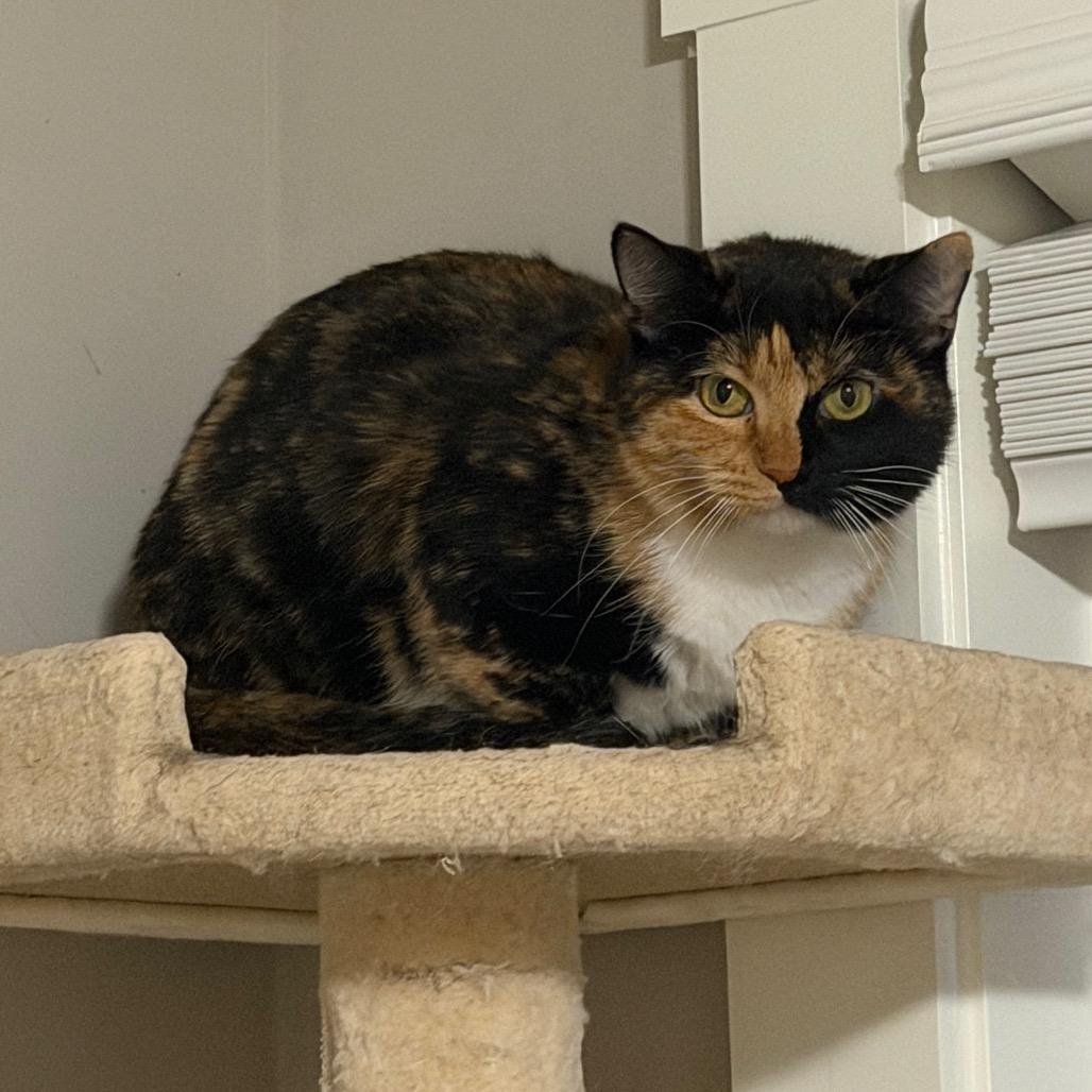 Enlarge Monica, a Adoptable Domestic Short Hair in Huntsville, AL image 3/3