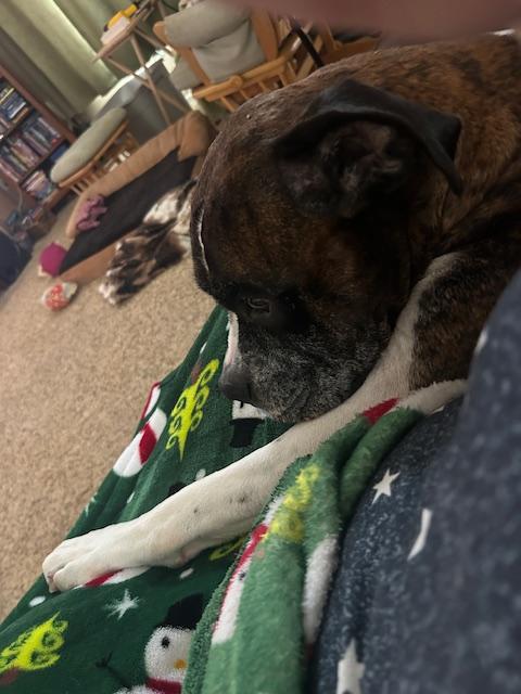 Gunner, ADOPTABLE, Adult Male Boxer.