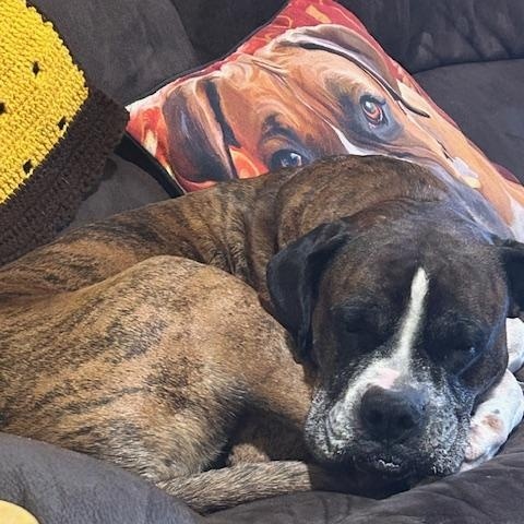 Enlarge Gunner, an adopted Boxer in Middlesex, NJ image 5/5
