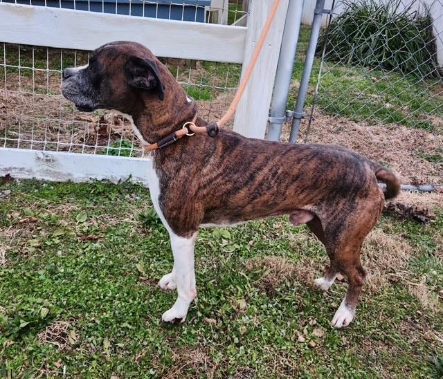 Enlarge Gunner, a ADOPTABLE Boxer in Middlesex, NJ image 3/4
