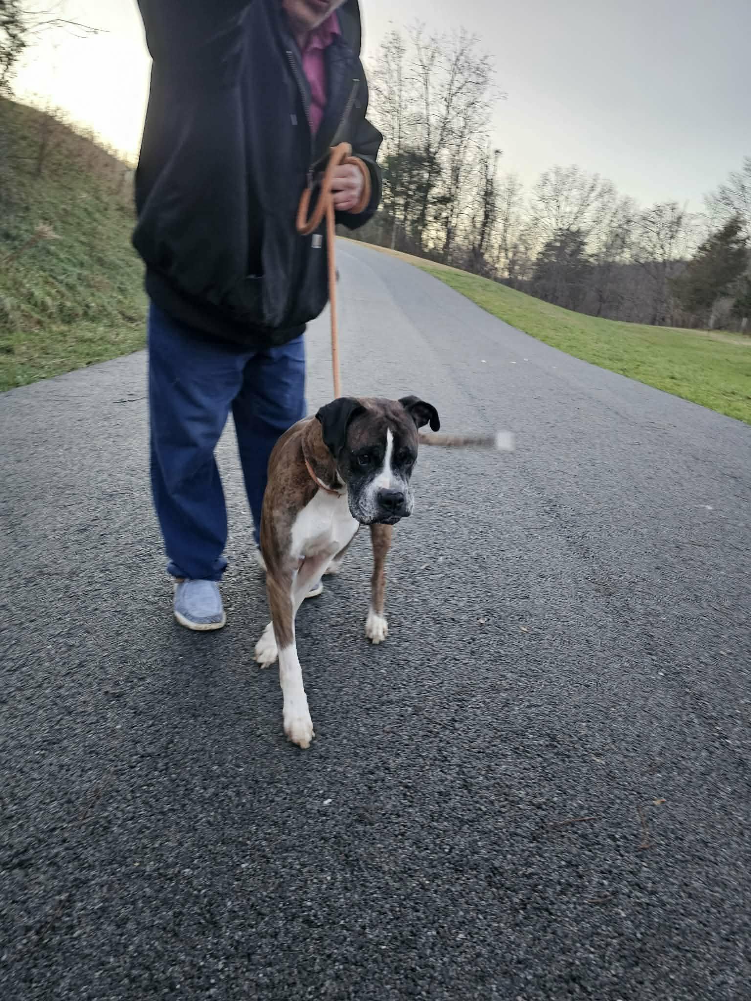 Enlarge Gunner, a ADOPTABLE Boxer in Middlesex, NJ image 2/4