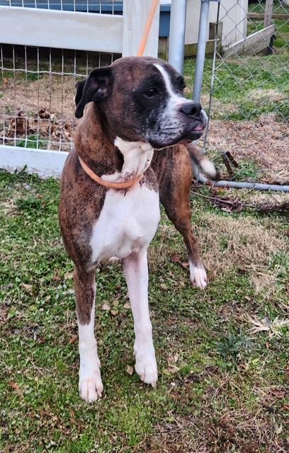 Enlarge Gunner, a ADOPTABLE Boxer in Middlesex, NJ image 4/4