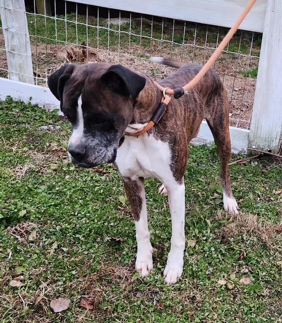 Gunner, ADOPTABLE, Adult Male Boxer.