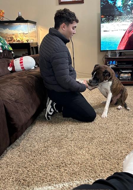 Enlarge Gunner, an adopted Boxer in Middlesex, NJ image 4/5