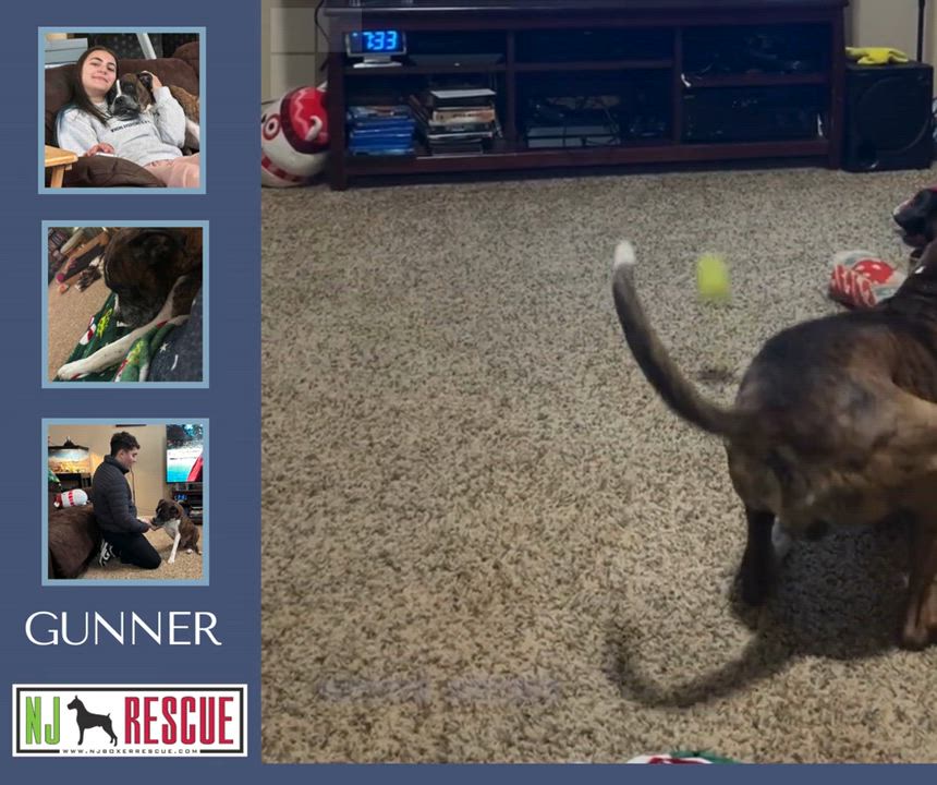 Enlarge Gunner, an adopted Boxer in Middlesex, NJ video 1/5