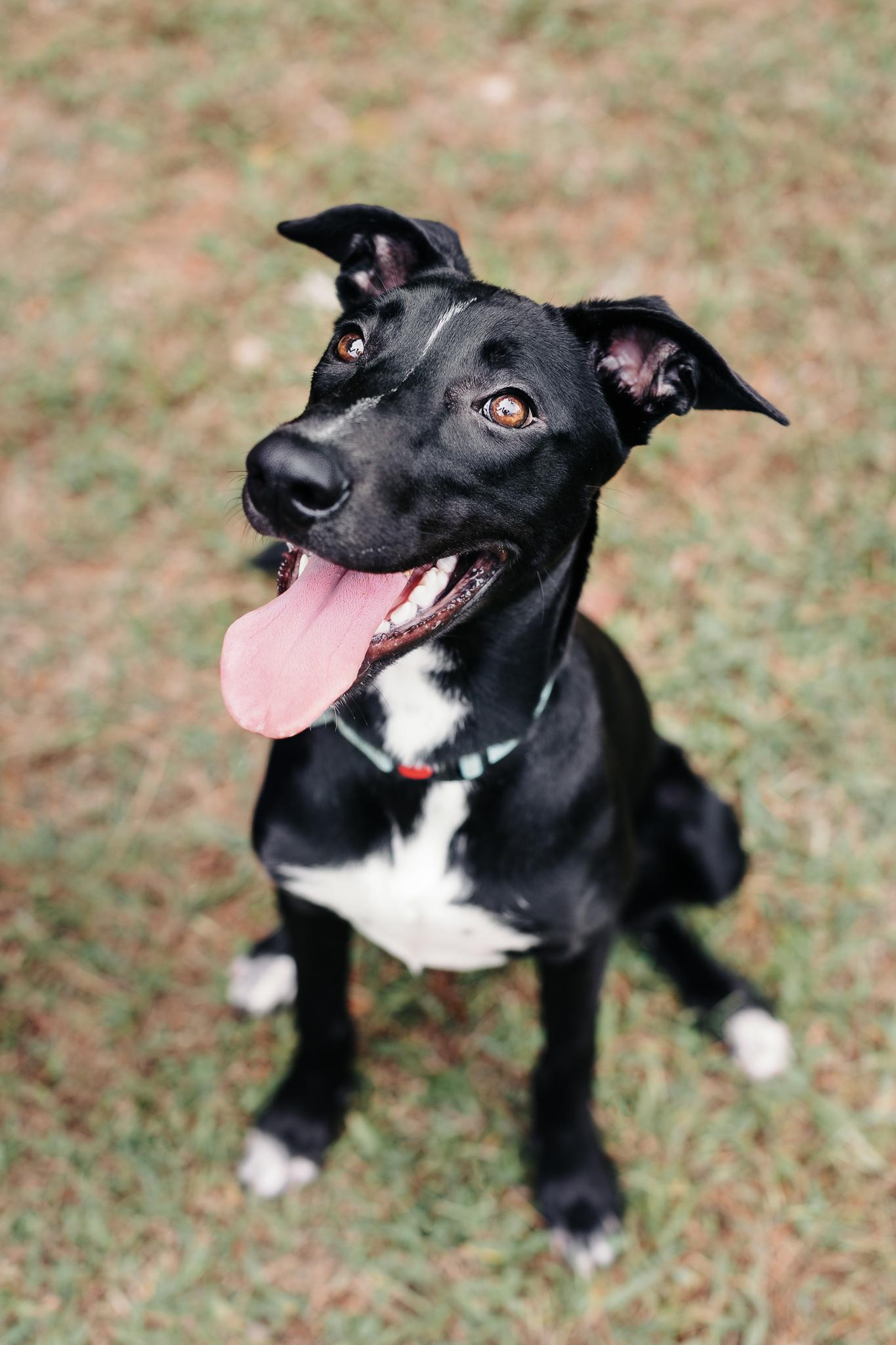 Enlarge LUCIA, a Adoptable mixed breed in Fuquay Varina, NC image 4/5