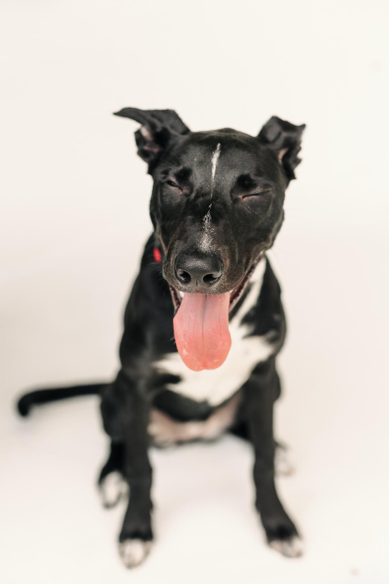 Enlarge LUCIA, a Adoptable mixed breed in Fuquay Varina, NC image 2/5