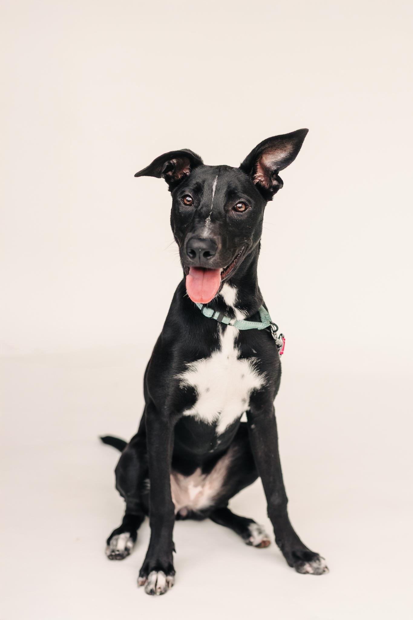 Enlarge LUCIA, a Adoptable mixed breed in Fuquay Varina, NC image 1/5