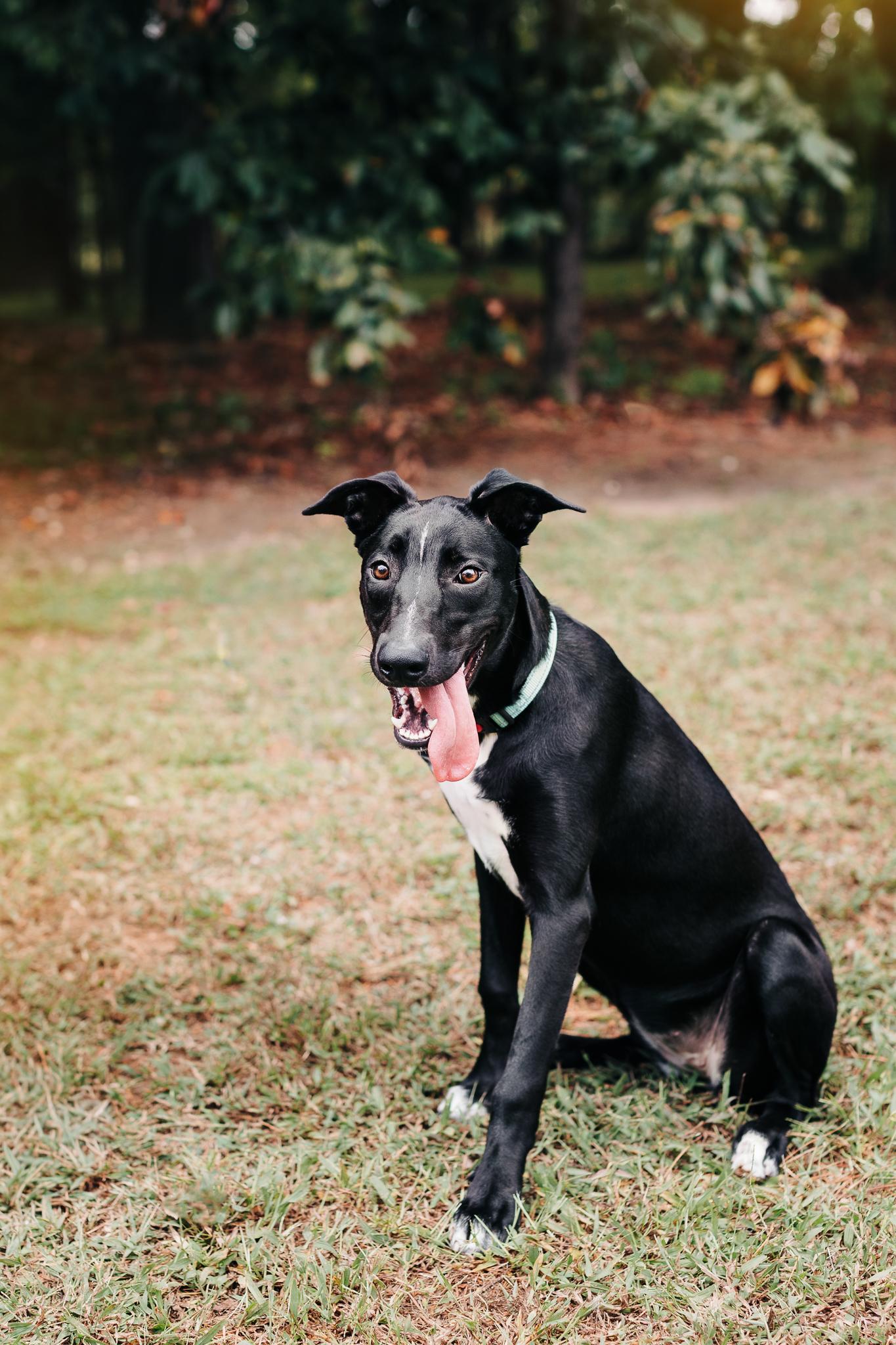 Enlarge LUCIA, a Adoptable mixed breed in Fuquay Varina, NC image 5/5