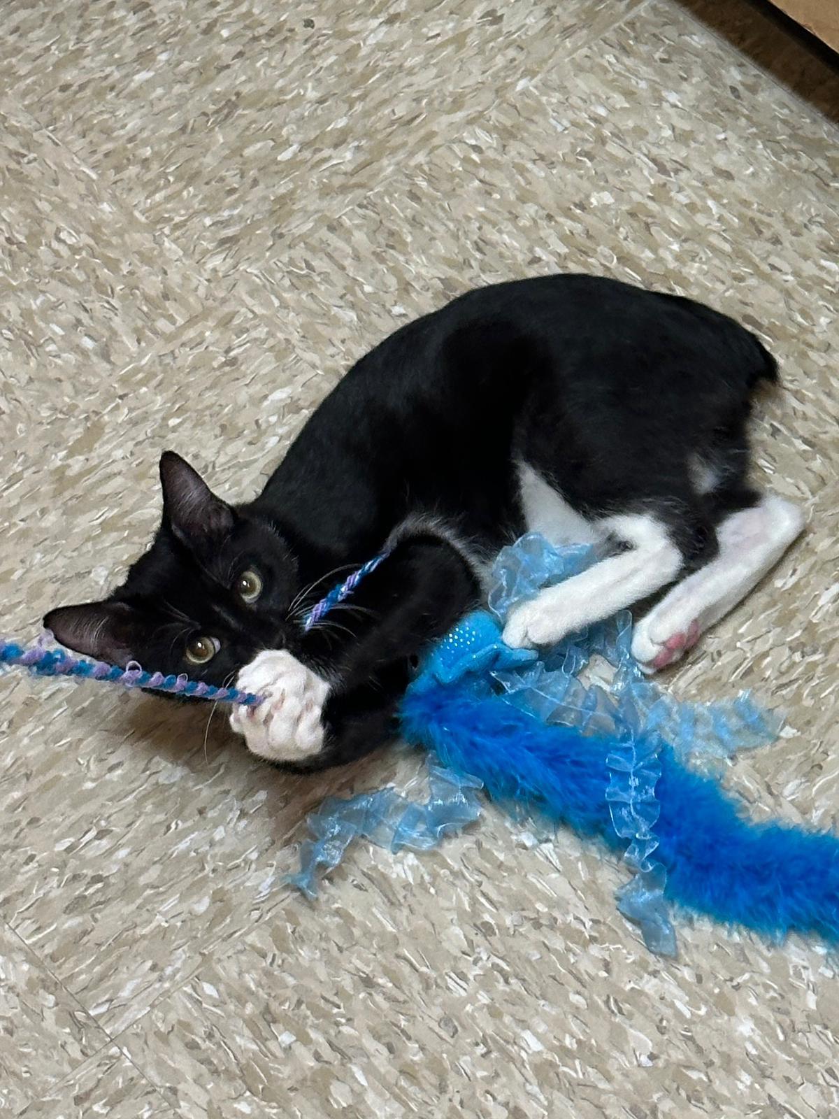 REGGIE - MANX BOTTLE BABY LOVERBOY!, a Adoptable Manx in Plano, TX image 1/6