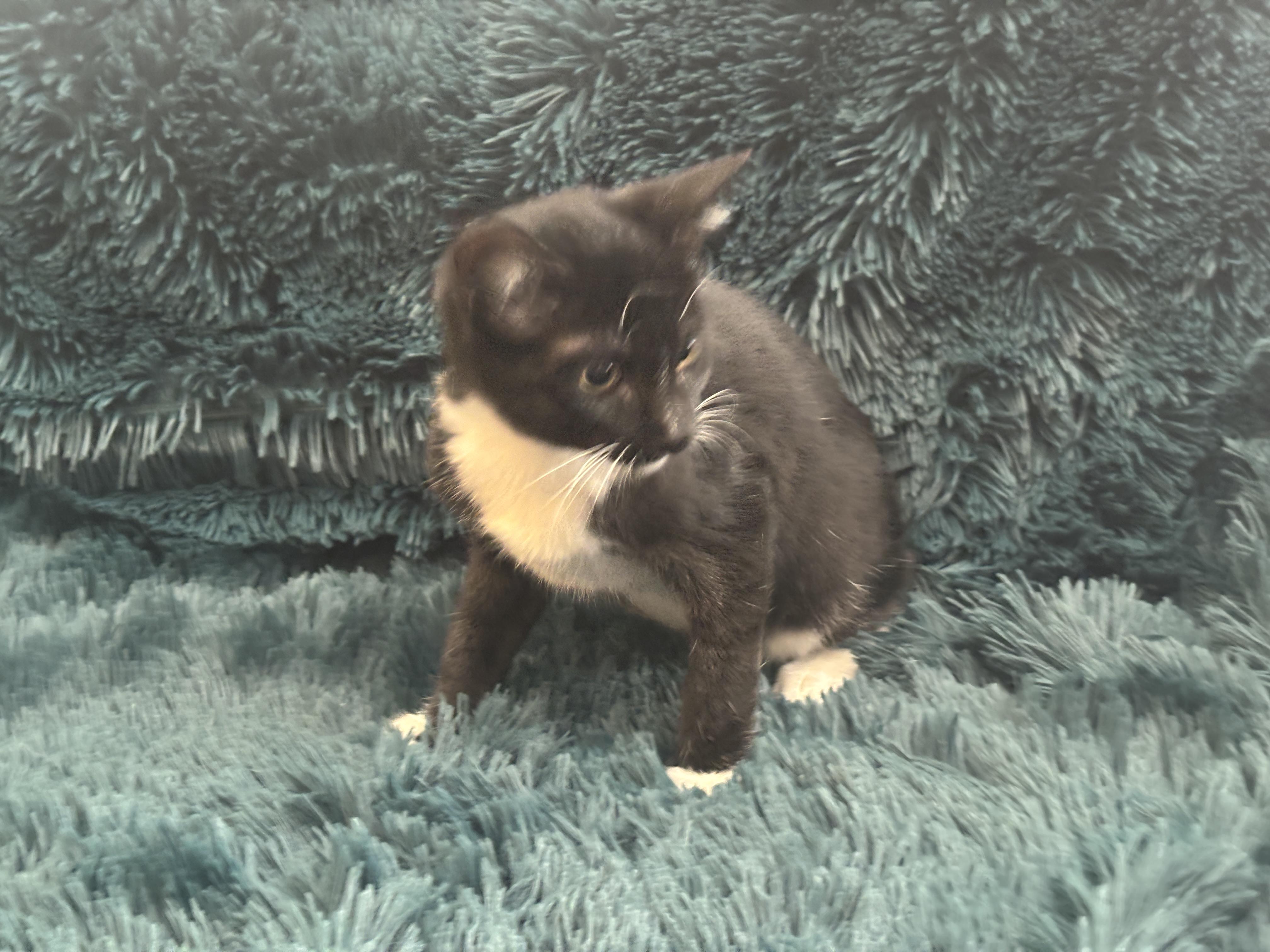 REGGIE - MANX BOTTLE BABY LOVERBOY!, a Adoptable Manx in Plano, TX image 2/6