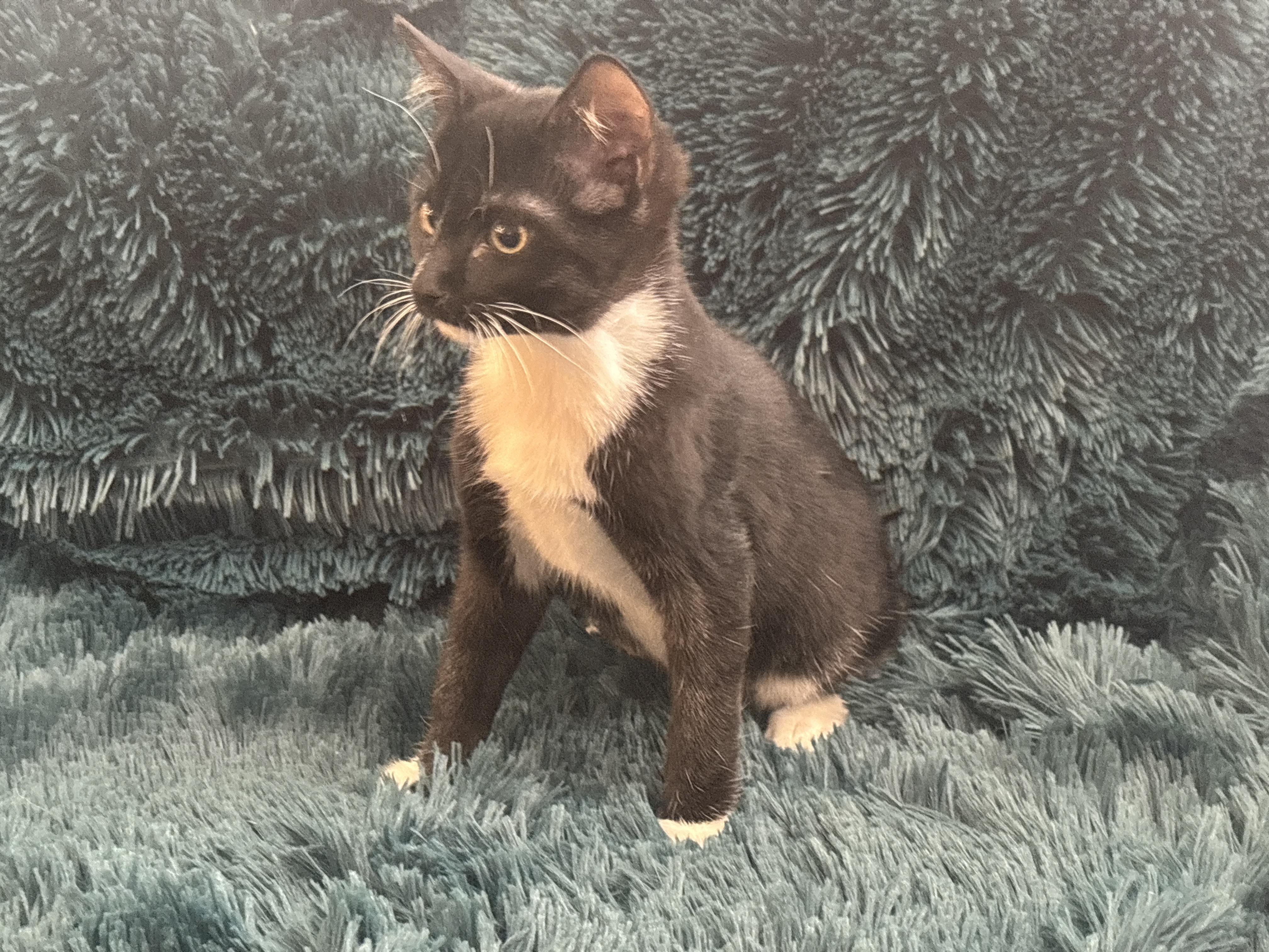 REGGIE - MANX BOTTLE BABY LOVERBOY!, a Adoptable Manx in Plano, TX image 4/6